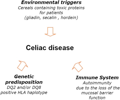 Factors involved in the pathogenesis of coeliac disease
