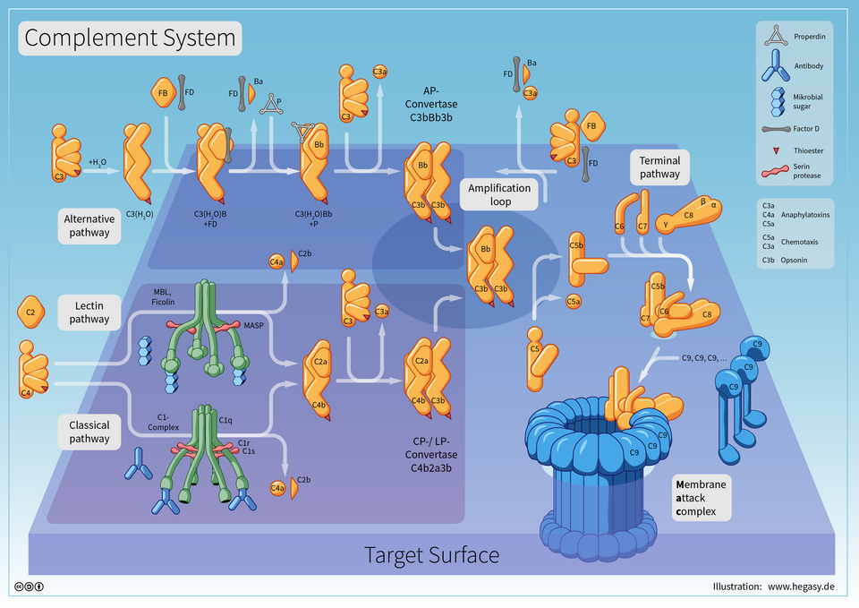 Reaction cascade of the complement system: classical, alternative, and lectin pathways, amplification loop, terminal pathway, and membrane attack complex.