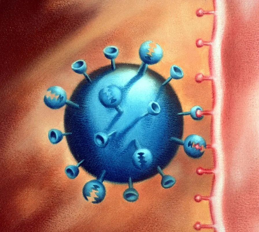 Illustration showing influenza virus attaching to cell membrane via the surface protein hemagglutinin